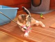 076. koteczka PIXI w czasie codziennych zabaw