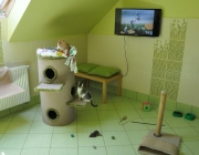 Zielony apartament dla kotow