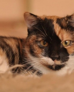 Pixi